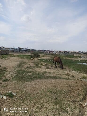 binəqədi qəsəbəsi: 4 sot, Mülkiyyətçi, Kupça (Çıxarış) — 6