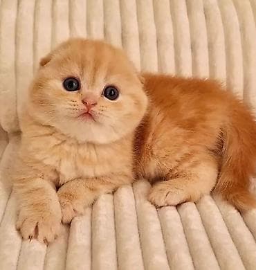 pisik hekimi: Tabbi, Dişi, Erkək, Yaxşı əllərə, Ödənişli çatdırılma, Ünvandan götürmə — 4