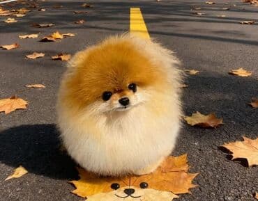 itlərin satşı: Şpitz, 1 ay, Erkek, Sənədli, Ünvandan götürmə, Ödənişli çatdırılma, Rayonlara çatdırılma — 3