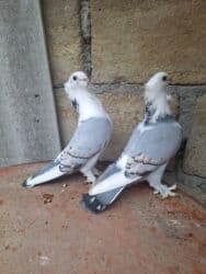 Hazır cüt hunkarlər