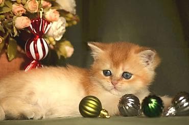 erkek pişik: Britan — 3