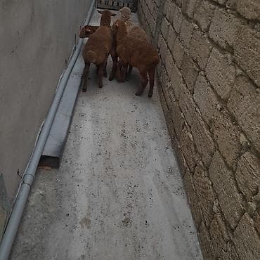 Гуси: Hamsı erkəkdi.kom 225manata. tək xırdalar215manat.böyük qırmızı — 2