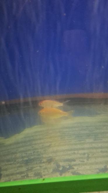 heyvalar: Dördbucaq akvarium, Balıqlarla birlikdə, 288 l, Ünvandan götürmə — 3