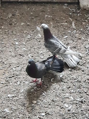 danışan quşlar: Hündür ayaq 19 tük erkək mor çil, 16 tük maya.Cüt deyillər, qiymət — 6