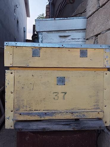 ev heyvan: Arıçılıq üçün taxta pətəklər - Material: qalın taxta gövdə, üst — 3