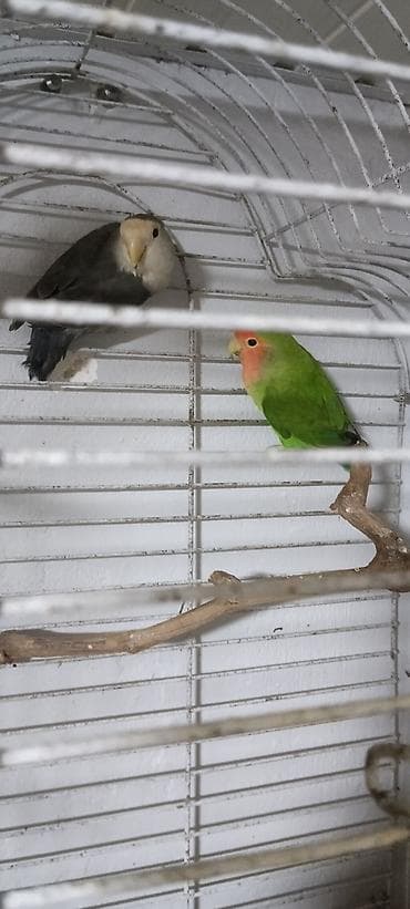 Məhsul: Agapornis (lovebird) cütü və qəfəs Təsvir: - Növlər