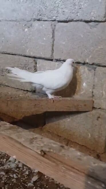 etibarli əllərə verilir: Endirim var — 4