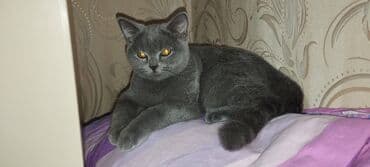 pişik cinsləri: Şotland, Erkək — 6