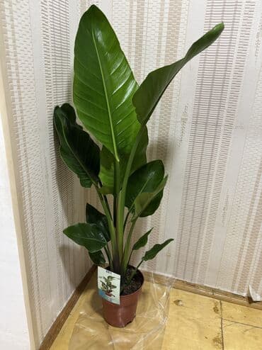 Streliciya Nikolai 1metr. Vatsapp mövcuddur!. Çatdırılma metrolara