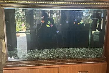 heyvanlar: Dördbucaq akvarium, Balıqlarla birlikdə, 500 l, Ünvandan götürmə — 2