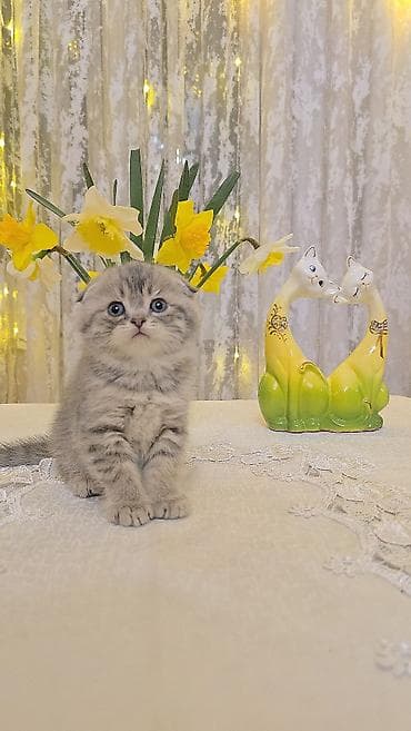 Şotland lalafo.az -da Şotland