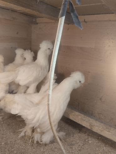 yem satisi: 3 Ayliq sultan cinsli cücələr satılır. 3 Fərə 1 xoruzdur — 6