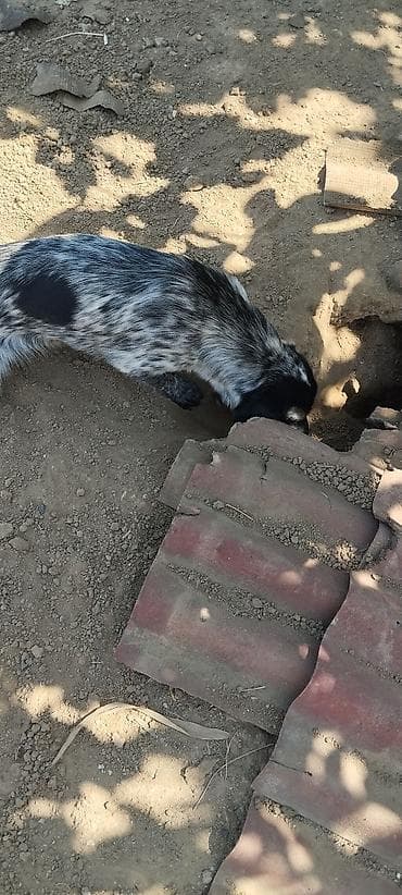 zvanok itler: Təmiz cins ov iti 4 aylıq dişidir. qaz və ya lal ördəklədə barter — 4
