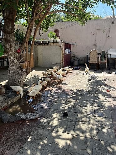 qus adlari: Kuban danışan ördəklər içində bir dənə belə yaşlı yoxdu hamısı 3,4,5 — 5
