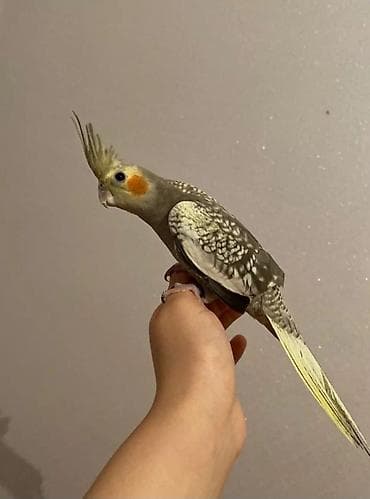 dekorativ quslarin satisi: Korellar saglam quslardi ele orgesib dansdirmaqda olar isdeyen — 8