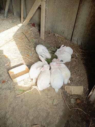 dovşan: Ağ albinos dovşanlar – qrup şəklində - Rəng: tam ağ, qırmızı gözlü — 1