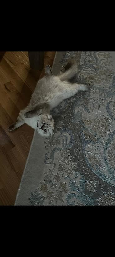 ucuz pisikler: Şinşila sortu pişik qırıq qulaq uzun tüklü qum tərbiyəsi var ağıllı — 2