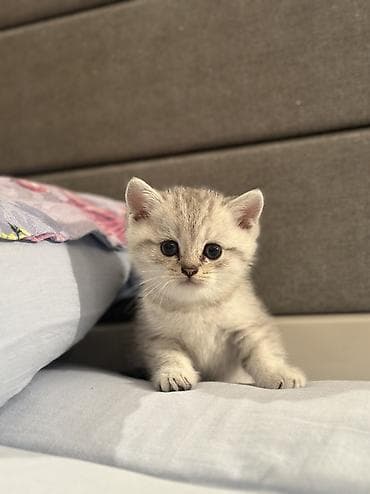 pişim: Şotland, Erkək, Ünvandan götürmə, Pulsuz çatdırılma — 10
