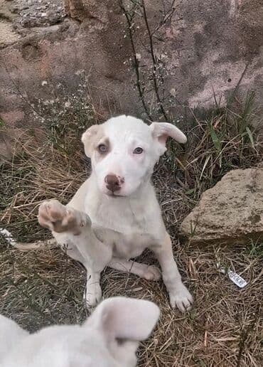 3 ay, Erkek, Pulsuz çatdırılma lalafo.az -da 3 ay, Erkek, Pulsuz çatdırılma