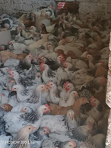 bildircin cucələri: 1.300 1.400Colpalar.Cadirilma mövcuddur.Sifaris ucun 070 377 00 12 — 6