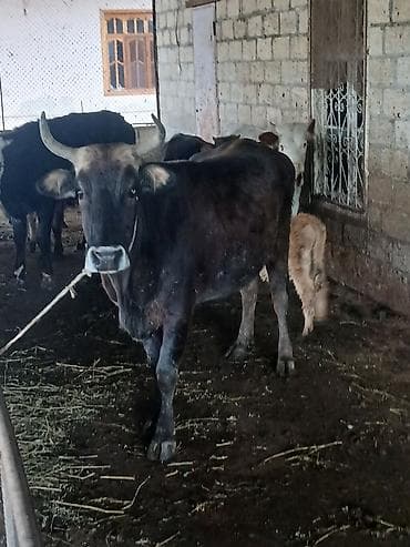 qaz balasi satisi: Salam aleykum əvvəla super kök inəkdi kısır kəskiyə yararlı 270kg əti — 3