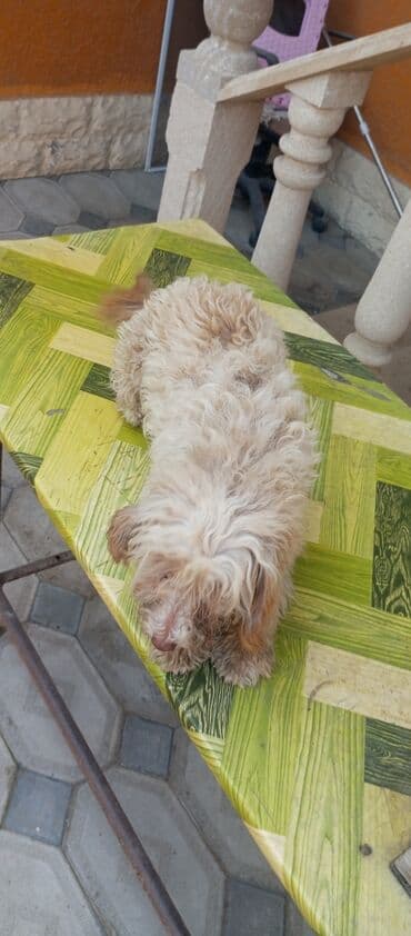 qiz it adlari: 8 ay, Dişi, Peyvəndli, Ünvandan götürmə — 3