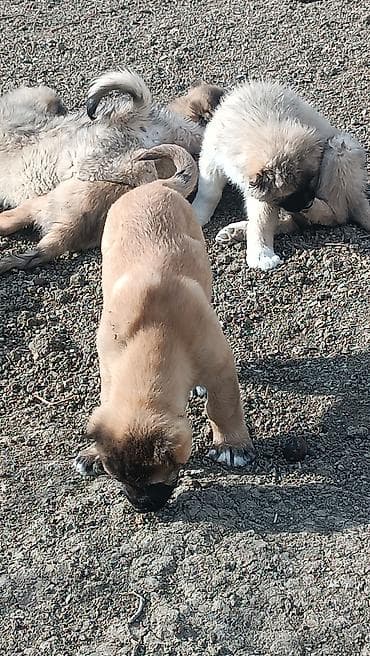 ördək neçə günə bala çıxarır: Kanqal — 4