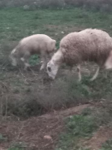 diri qoyun satisi: Salam heyavanlar satılır 3dənə balalı 1dənə tək 2si birinci qarın 2si — 9