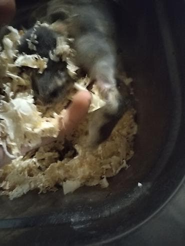 ev seraitinde cuce saxlamaq: Ev heyvanı: Xamyaklar (cücəlikdən böyüyən balalar) Xüsusiyyətlər: - — 1