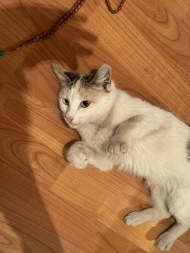 pisik esyalari: Sahibləndirilir Şirin, mehriban ev pişiyi - Cins: Ev pişiyi (üçrəng — 2