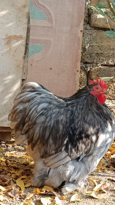 inək satılır: Məhsul: Cins xoruz karlik koxin xoruz satılır 50azn Təsvir: - Böyük — 4