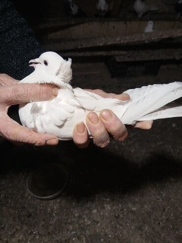 lalafo goyercin satisi: Təcli satılır Gəngə 27 quş 80 — 10