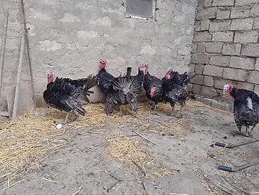 Balıqlar: Erkək, Amerika, Damazlıq — 8