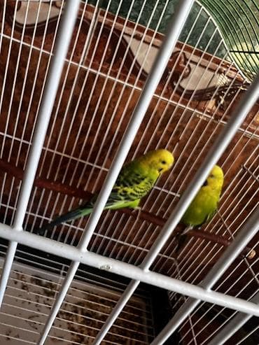 at sekilleri: Dalmatin və yaşıl-sarı rəng çalarlarında iki dalğalı tutuquşu — 2