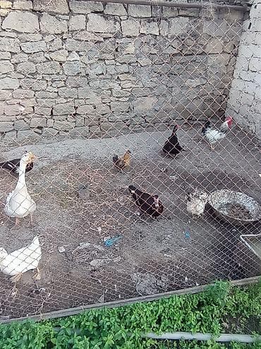 Erkək, | Lal ördək, Damazlıq, Ünvandan götürmə, Ödənişli çatdırılma lalafo.az -da Erkək, | Lal ördək, Damazlıq, Ünvandan götürmə, Ödənişli çatdırılma