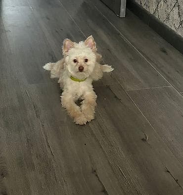 ucuz pitbul: 7 ay, Erkek, Peyvəndli, Pulsuz çatdırılma — 1