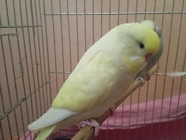 Птицы: Çex tutuquşu balaları satılır öz quşlarımın balalarıdır 2 aylıqdırlar — 1