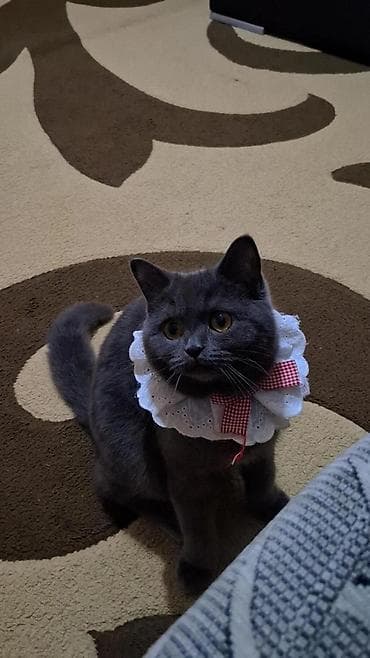 pisik sekilleri profil ucun: Qızıl şinşilla, Erkək, Yaxşı əllərə, Ünvandan götürmə — 8
