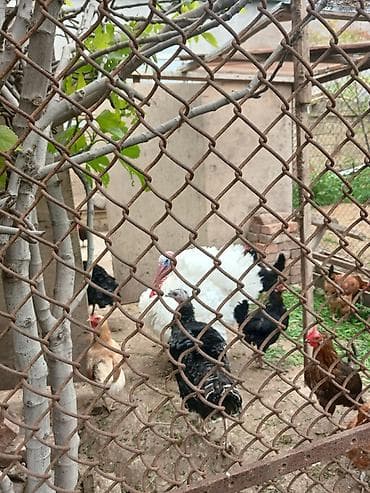 ucuz dik: Kanada induwqalari tam mayalali yumurtalari. Təsvir: - Ev şəraitində — 4