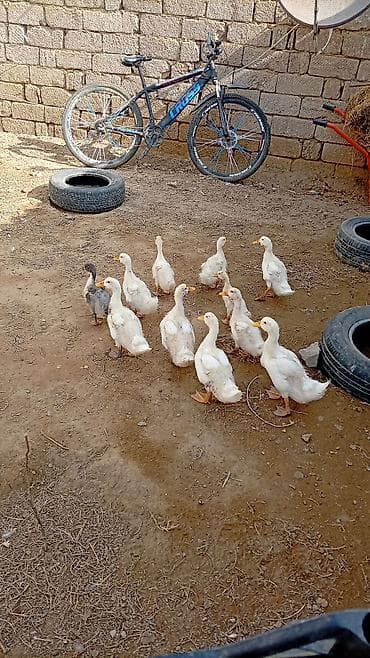 danisan qus: Məhsul: Səsli ördək balaları 🦆 (2 ay yarımlıq80günlük) Qiymət: 7 AZN — 1