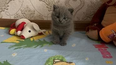 Britan, Erkək, Dişi, Yaxşı əllərə, Ünvandan götürmə