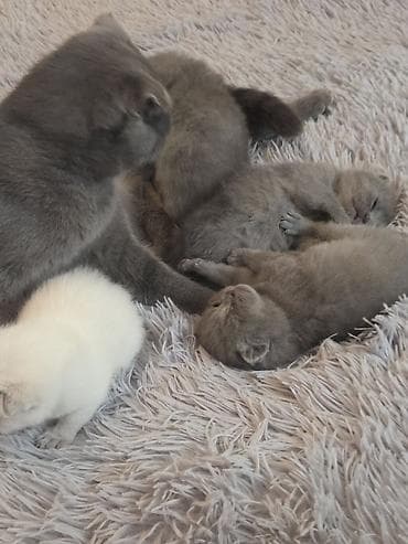 boz şotland: Şotland — 2