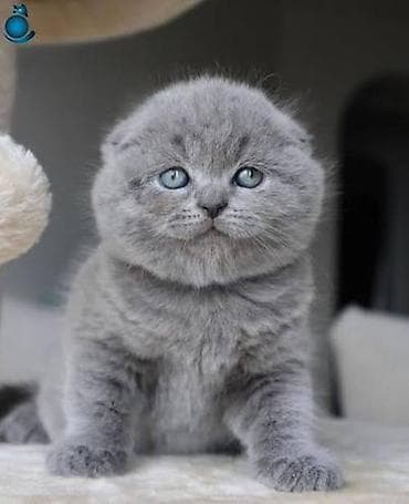 Digər heyvanlar: Şotland yastı qulaq — 2