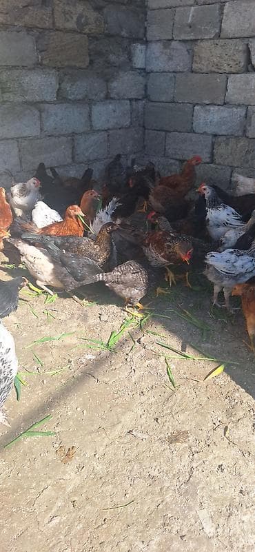 Kend çolpaları .Qiymet 6 manat 50 qepik