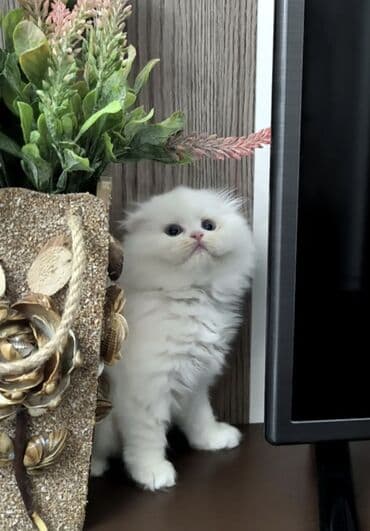 британская шиншилла баку: Шиншилла, Самка — 1