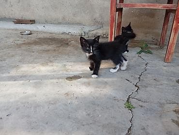 черный кот: В добрые руки — 1