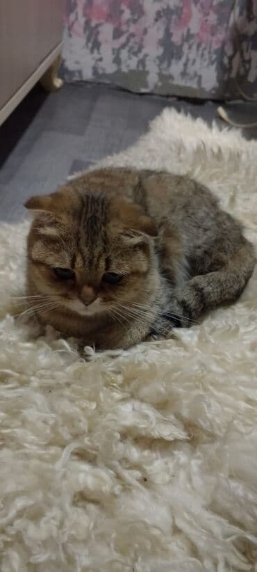 котята в хорошие руки: Золотая шиншилла, Самец, В добрые руки, Самовывоз, Платная доставка — 8