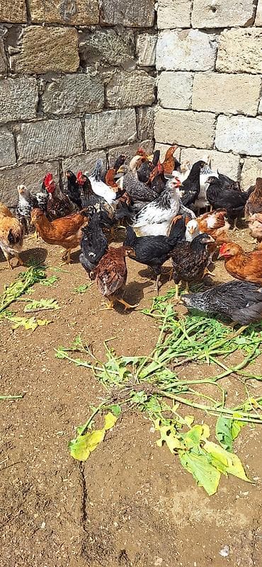 inqivator cuce: Toyuq cücələri, Damazlıq, Ödənişli çatdırılma — 5