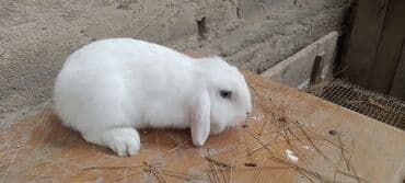 Dovşan. Ağ rəngli Holand lop dovşan - Cins tipajı: lop qulaqlı (aşağı