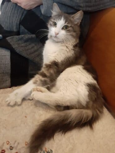 Ev pişiyi. Etibarlı əllərə verilir lalafo.az -da Ev pişiyi. Etibarlı əllərə verilir